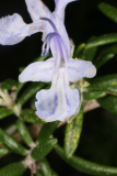 Rosmarinus officinalis (Prostratus Group) 'Capri' RCP4-09 068.jpg